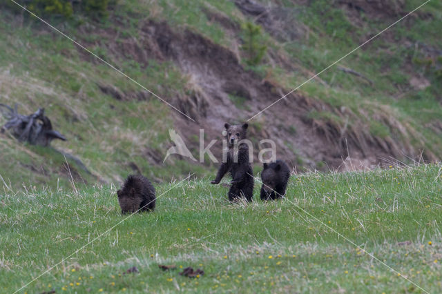 Grizzly Bear (Ursus arctos horribilis)