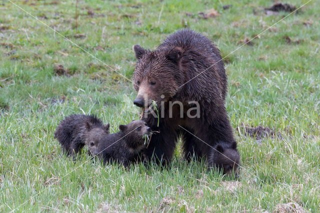 Grizzly Bear (Ursus arctos horribilis)