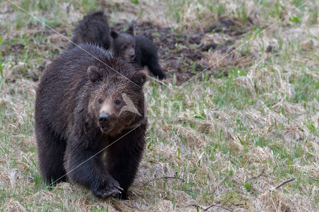 Grizzly Bear (Ursus arctos horribilis)