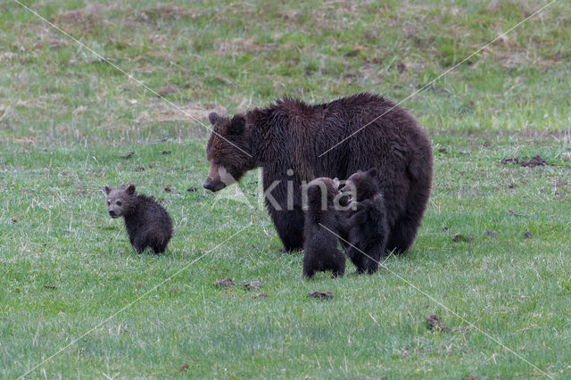 Grizzly Bear (Ursus arctos horribilis)