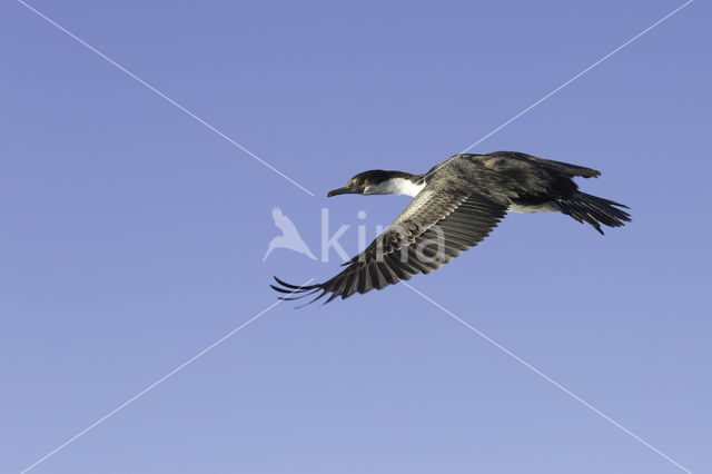 Antarctische Aalscholver (Phalacrocorax bransfieldensis)