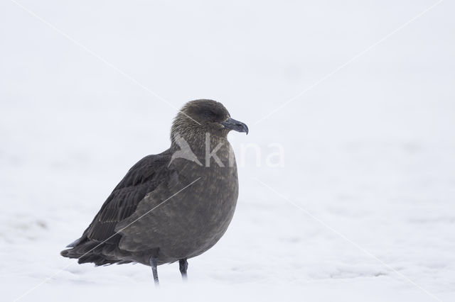 Southern Skua (Catharacta antarctica)