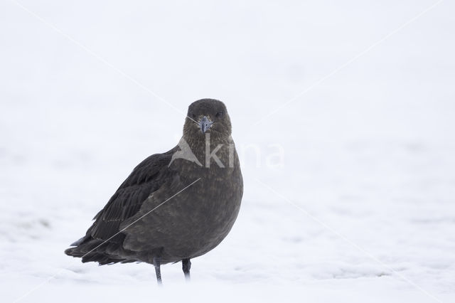 Southern Skua (Catharacta antarctica)