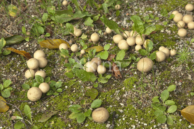 Aardappelbovist (Scleroderma aurantium)