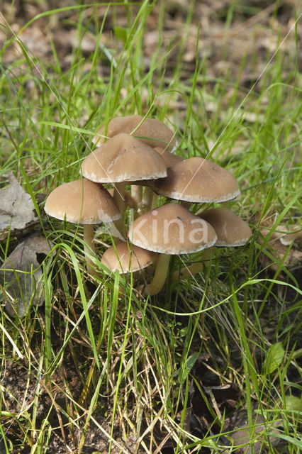 Bundelfranjehoed (Psathyrella multipedata)