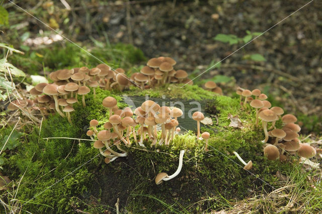 Clustered Brittlestem (Psathyrella multipedata)