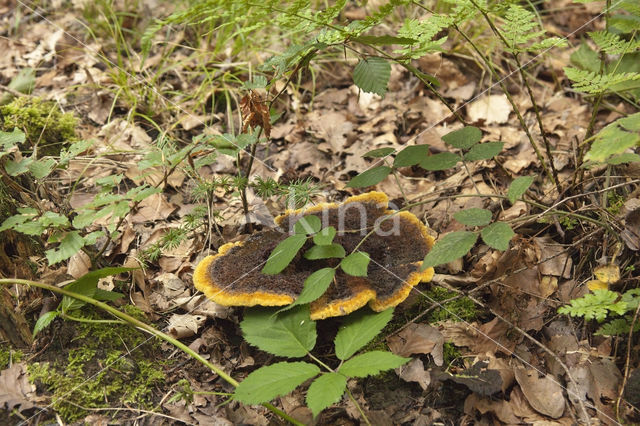 Phellinus igniarius