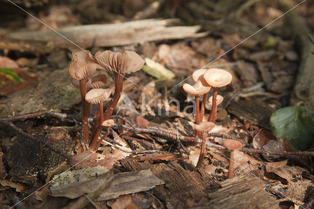 Gekroesde fopzwam (Laccaria tortilis)