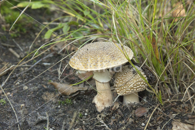 false death cap (Amanita citrina)