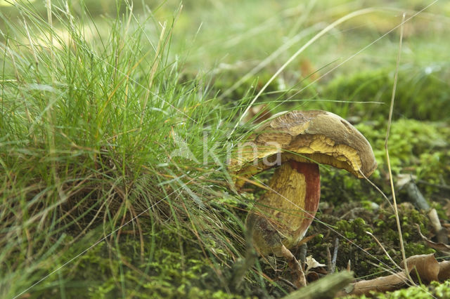 Bolete (Boletus erythropus)