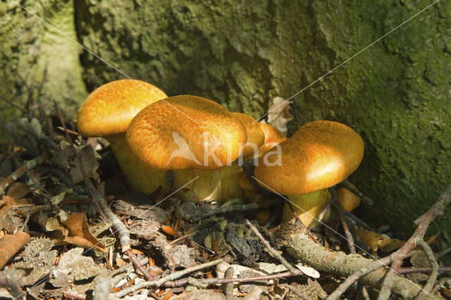 Echte honingzwam (Armillaria mellea)