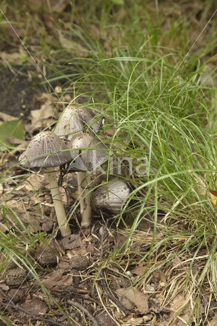 Kleine kale inktzwam (Coprinus acuminatus)