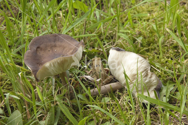 Melanoleuca brevipes