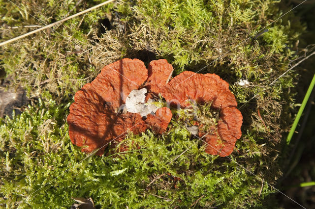 Wrinkled crust (Phlebia radiata)