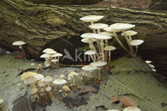 Porcelain fungus (Oudemansiella mucida)