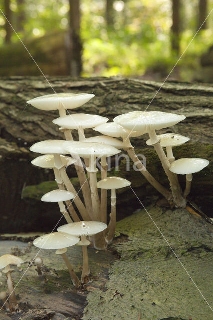 Porcelain fungus (Oudemansiella mucida)