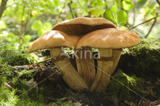 Giant Flame Cap (Gymnopilus junonius)