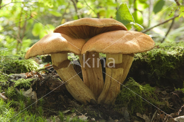 Giant Flame Cap (Gymnopilus junonius)