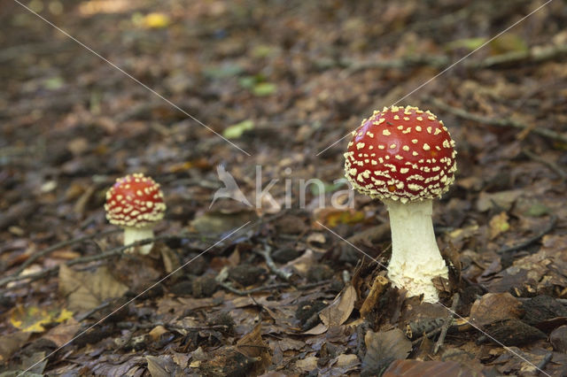 Vliegenzwam (Amanita muscaria)