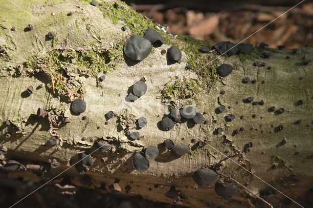 Black jelly drops (Bulgaria inquinans)