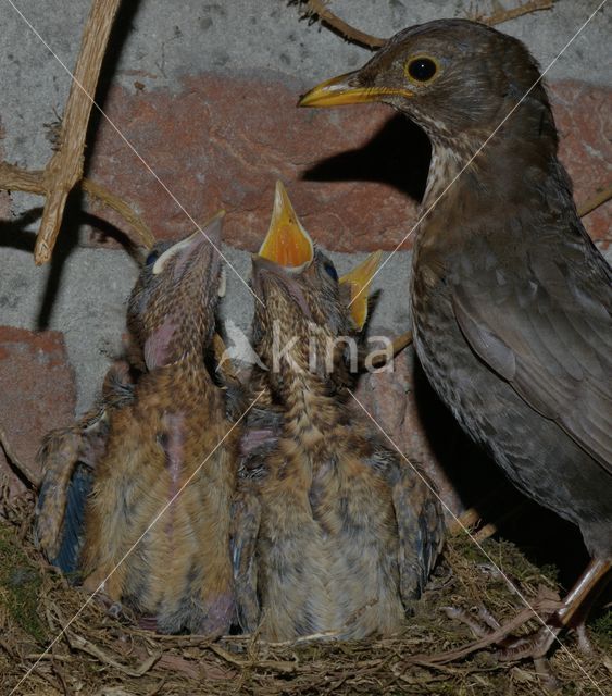 Eurasian Blackbird (Turdus merula)