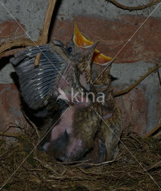 Merel (Turdus merula)