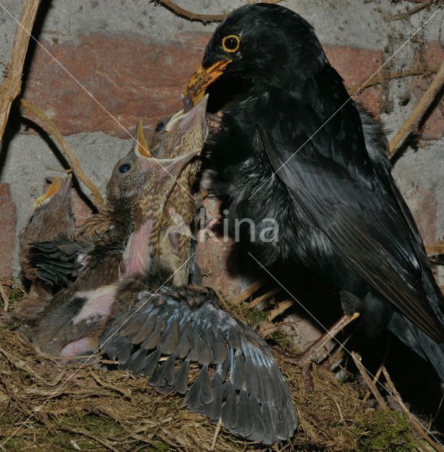 Eurasian Blackbird (Turdus merula)