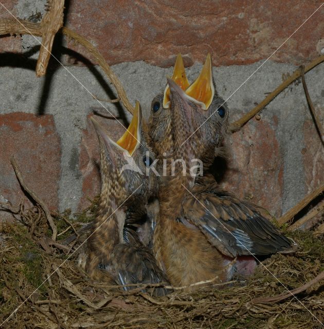 Eurasian Blackbird (Turdus merula)