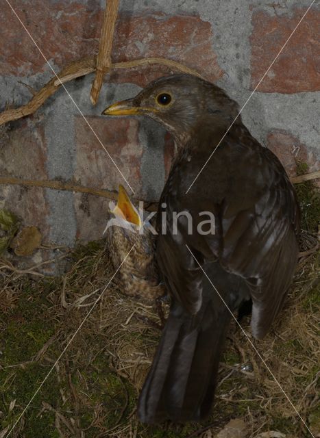 Eurasian Blackbird (Turdus merula)