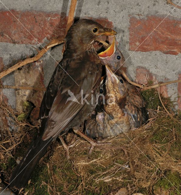 Eurasian Blackbird (Turdus merula)