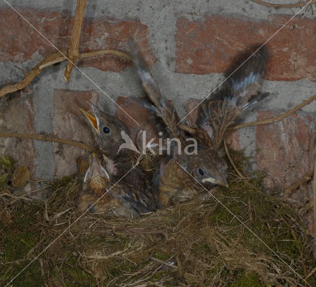 Merel (Turdus merula)
