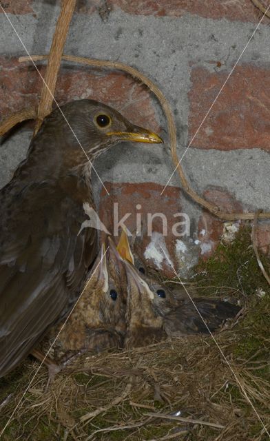 Eurasian Blackbird (Turdus merula)