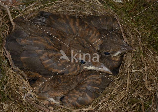 Eurasian Blackbird (Turdus merula)