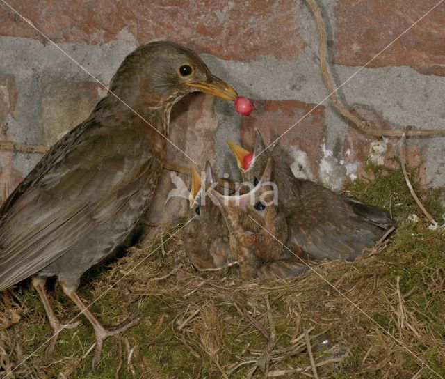 Eurasian Blackbird (Turdus merula)