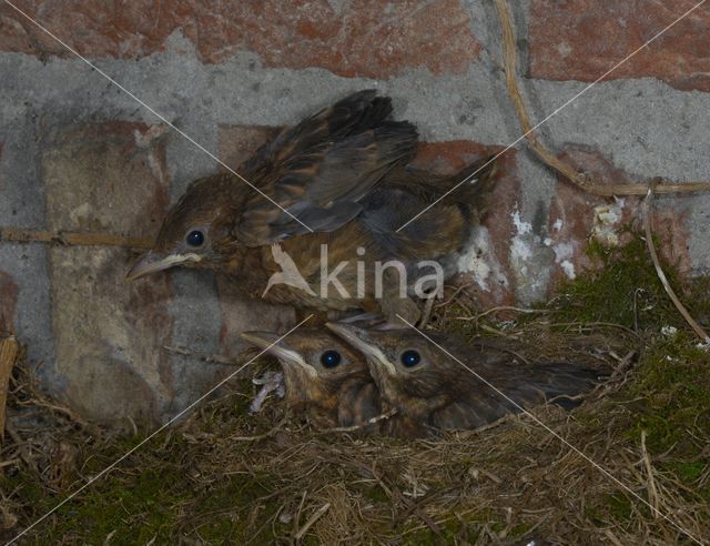 Merel (Turdus merula)