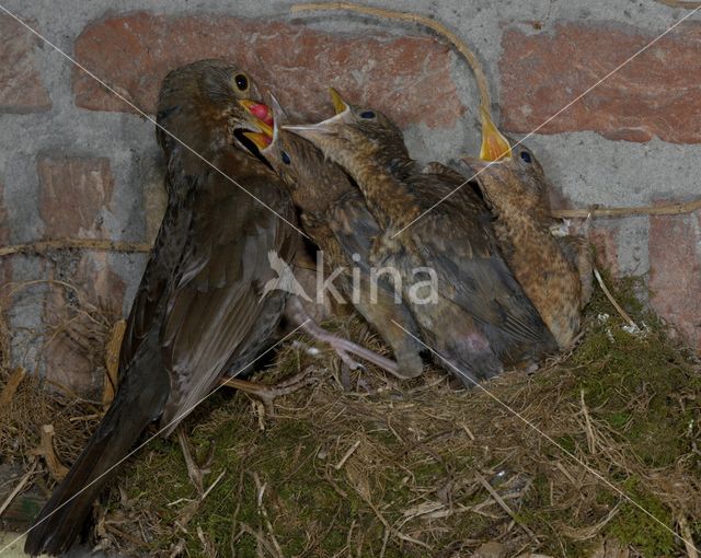 Eurasian Blackbird (Turdus merula)