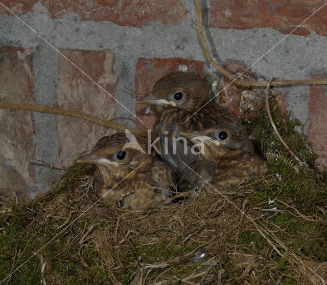 Merel (Turdus merula)