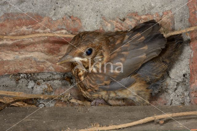 Merel (Turdus merula)