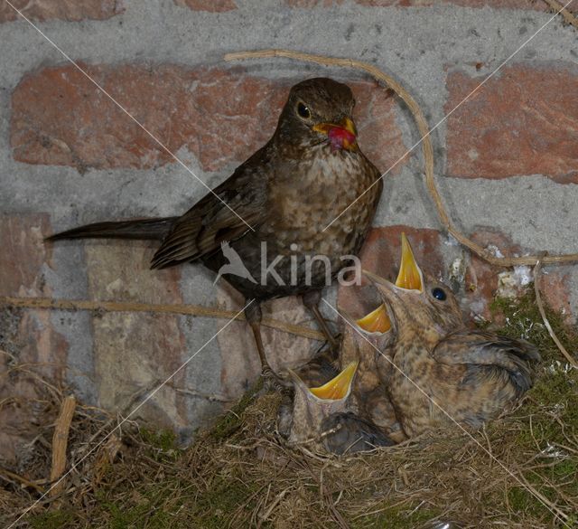 Eurasian Blackbird (Turdus merula)