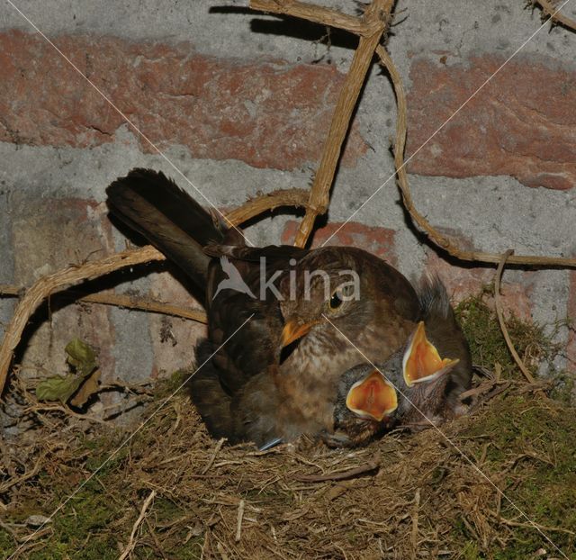 Eurasian Blackbird (Turdus merula)