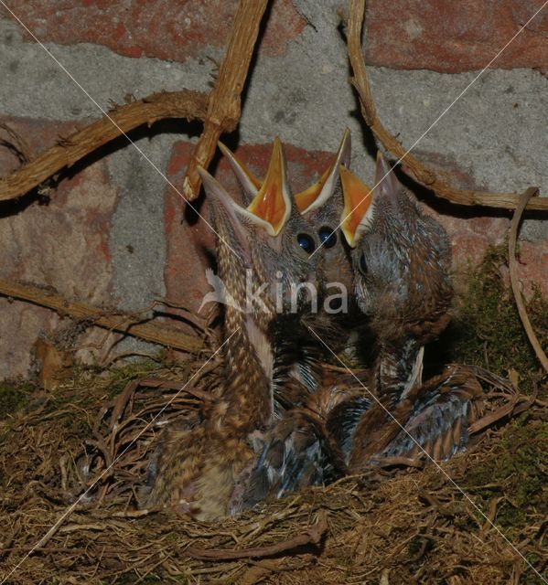 Merel (Turdus merula)