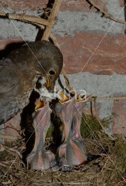 Eurasian Blackbird (Turdus merula)