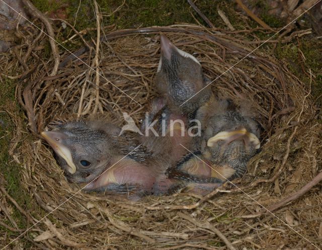 Eurasian Blackbird (Turdus merula)