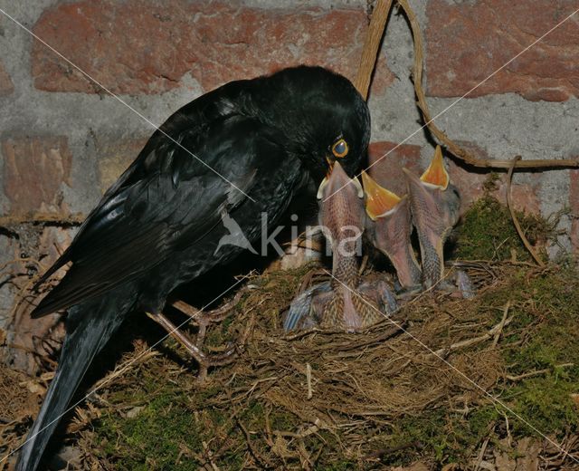 Eurasian Blackbird (Turdus merula)