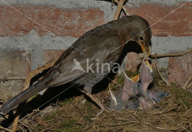 Merel (Turdus merula)