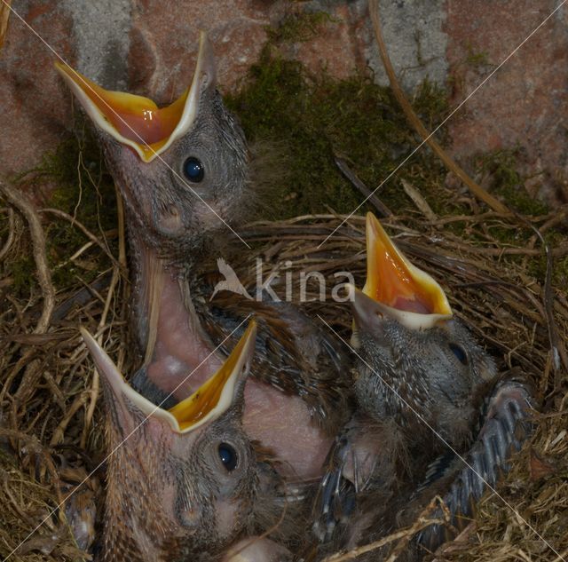 Eurasian Blackbird (Turdus merula)