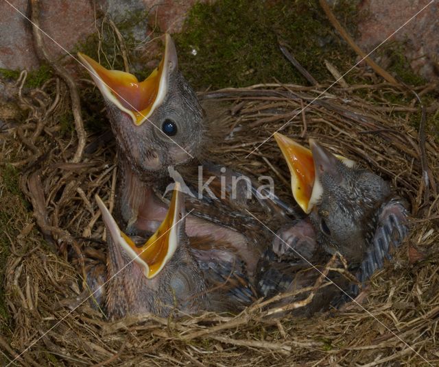 Merel (Turdus merula)