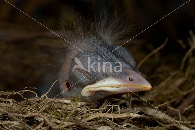 Eurasian Blackbird (Turdus merula)