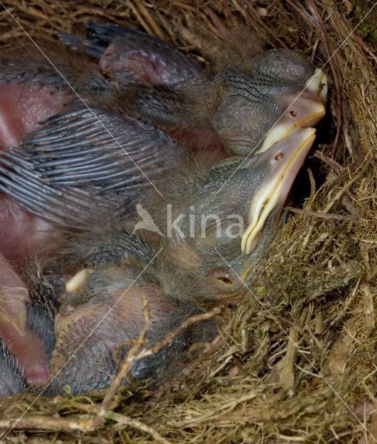 Merel (Turdus merula)