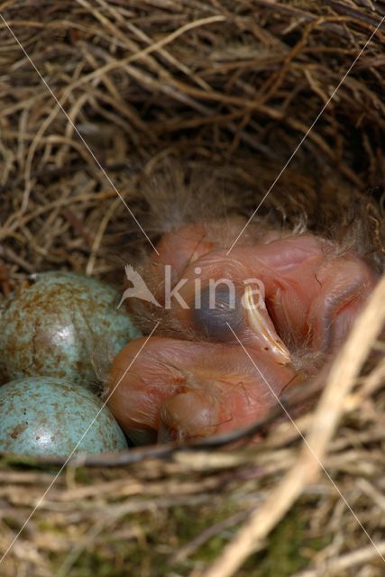 Merel (Turdus merula)